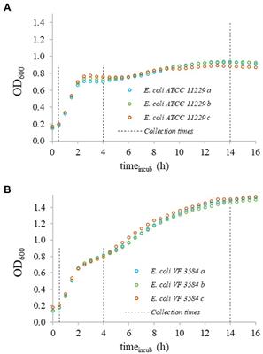 Estimating the optimal efflux inhibitor concentration of carvacrol as a function of the bacterial physiological state